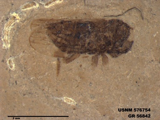 Genus sp