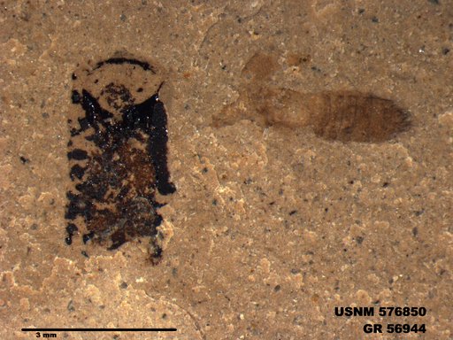 Insecta