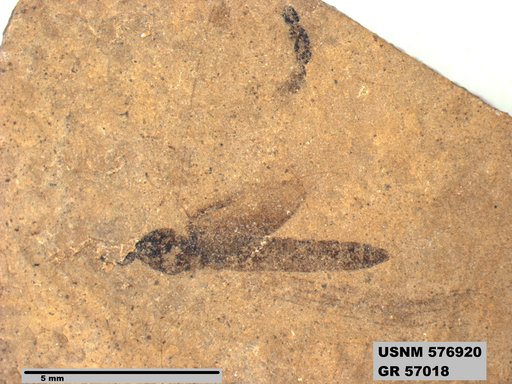 Insecta