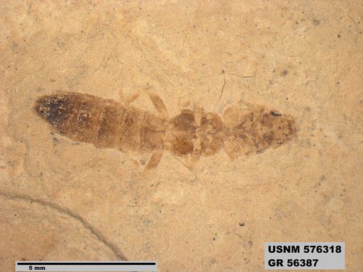 Insecta