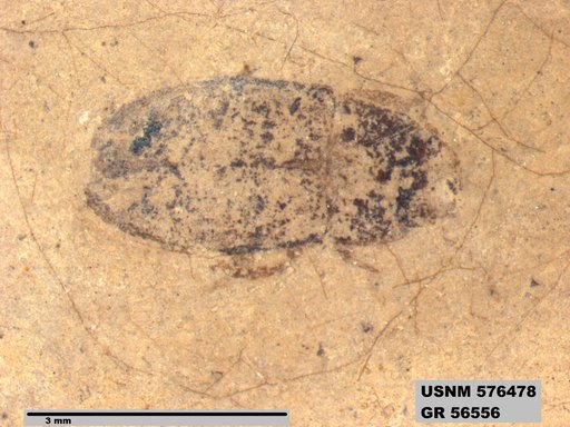 Insecta