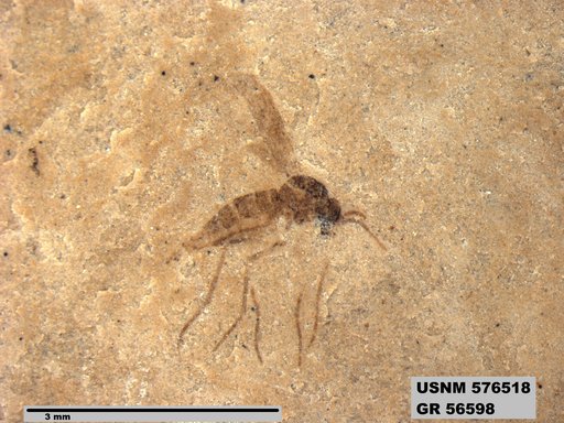 Insecta