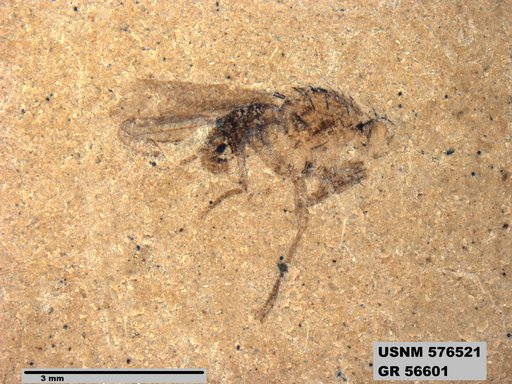 Insecta