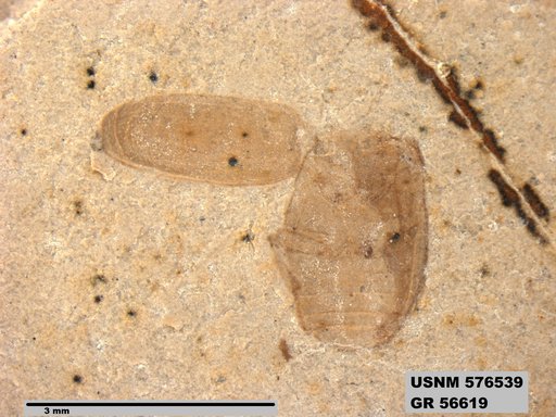Insecta