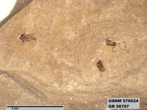 Insecta