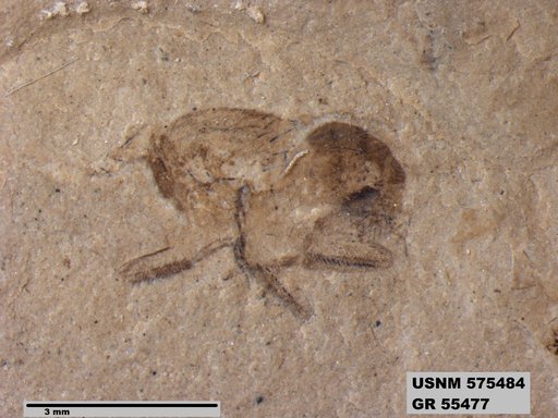 Insecta