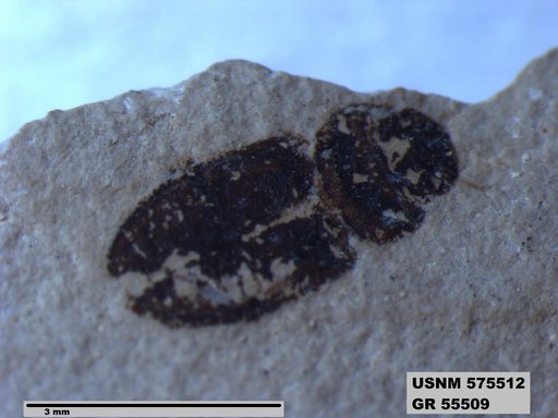 Insecta
