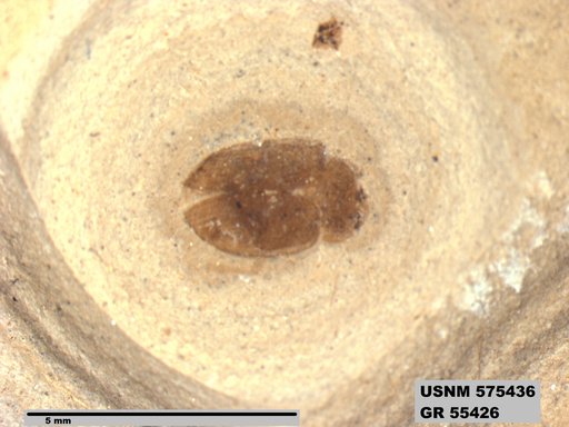 Genus sp