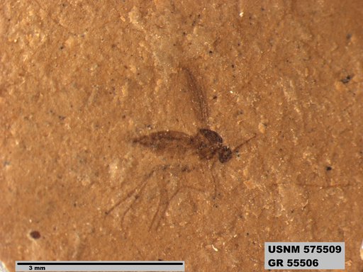 Insecta