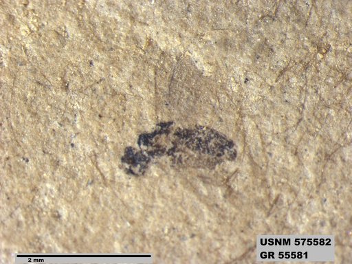 Genus sp