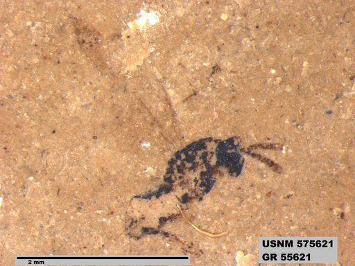 Insecta