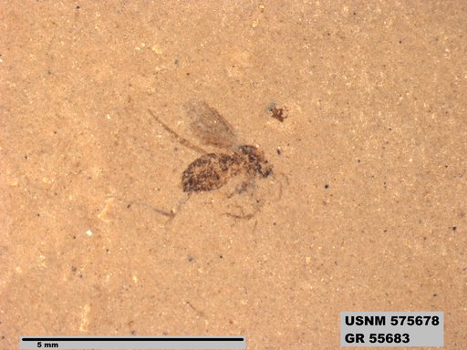 Insecta