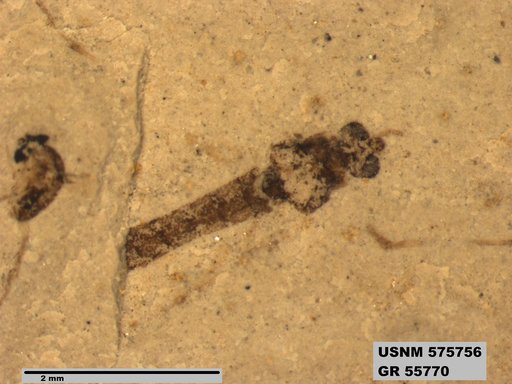 Insecta