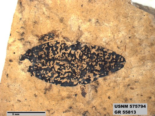 Insecta