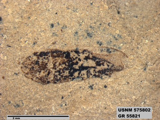 Genus sp