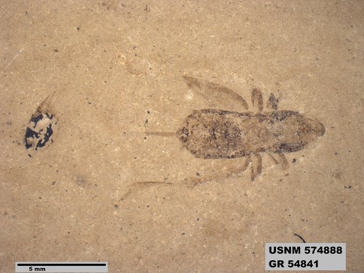 Pteromogoplistes smithii
