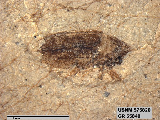 Insecta