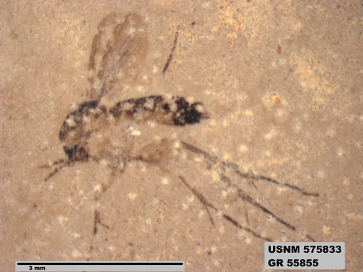 Insecta