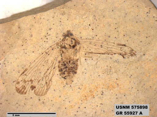 Genus sp