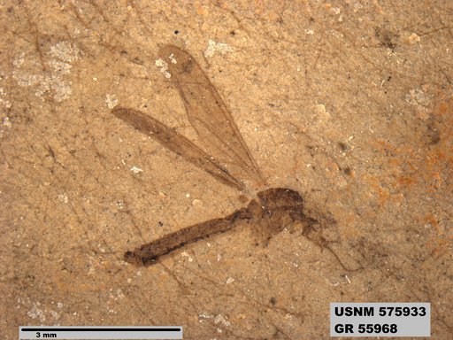 Insecta