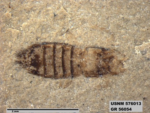 Insecta