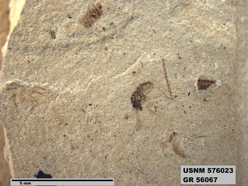Insecta