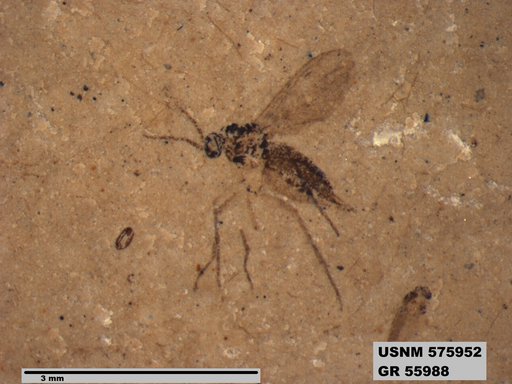 Insecta