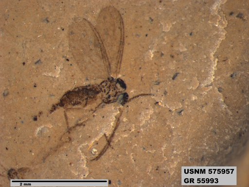 Insecta