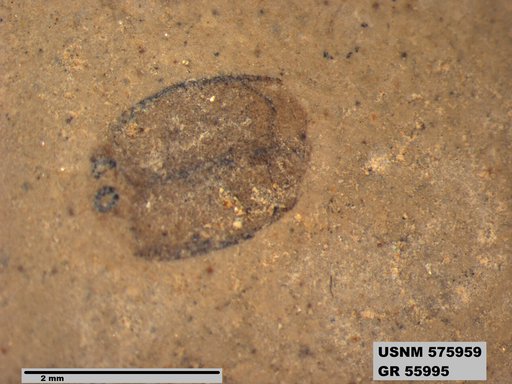 Insecta