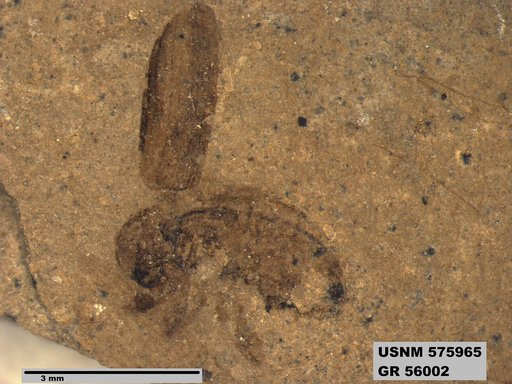 Insecta