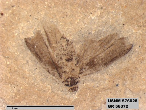 Genus sp