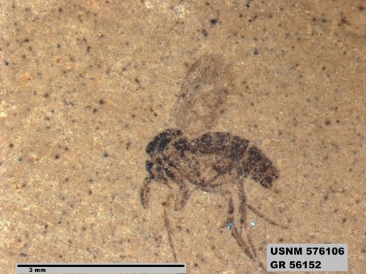 Insecta