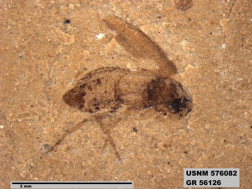 Genus sp