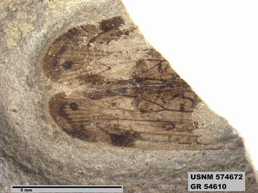 Genus sp