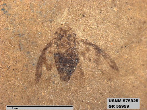 Genus sp