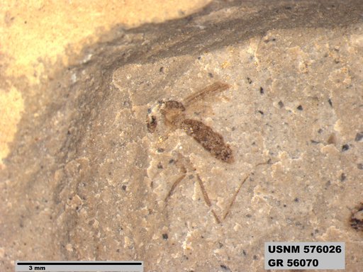 Insecta