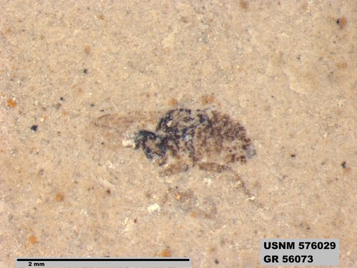 Insecta