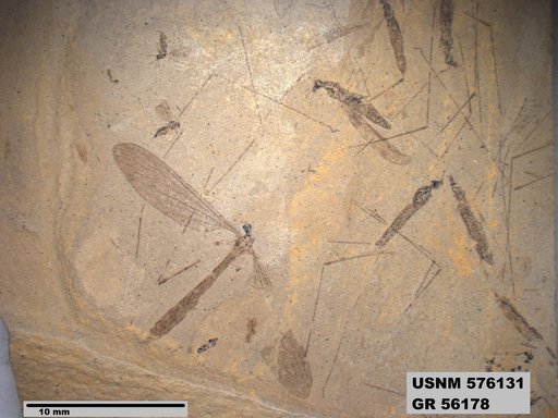 Insecta