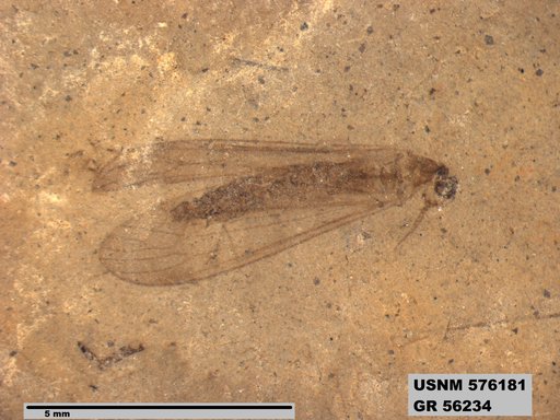 Insecta