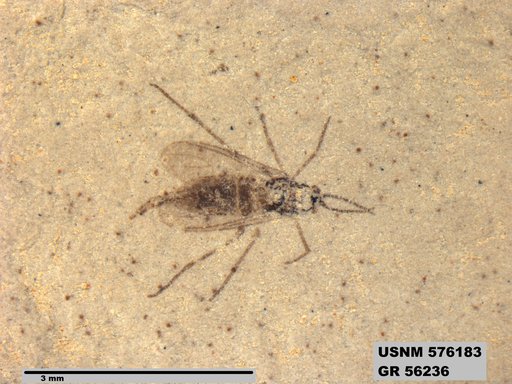 Insecta