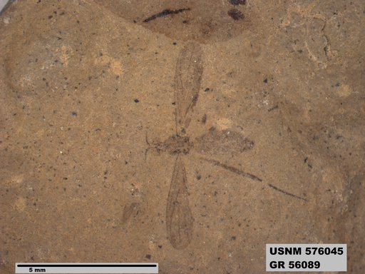 Insecta