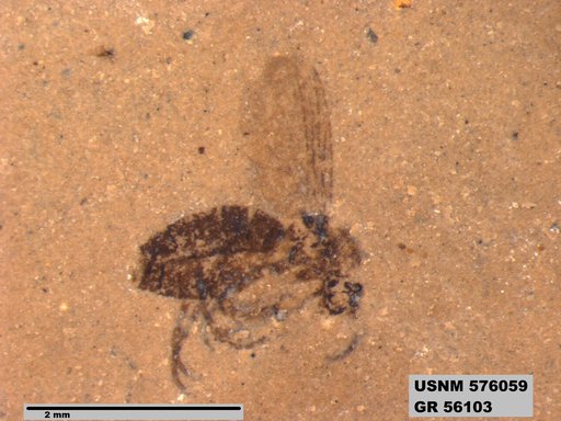 Insecta