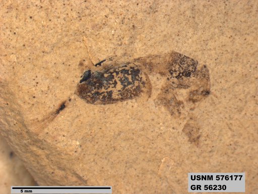Insecta