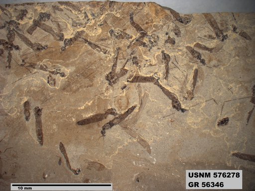 Insecta