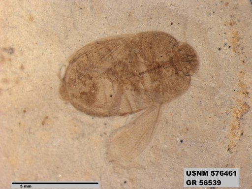 Genus sp