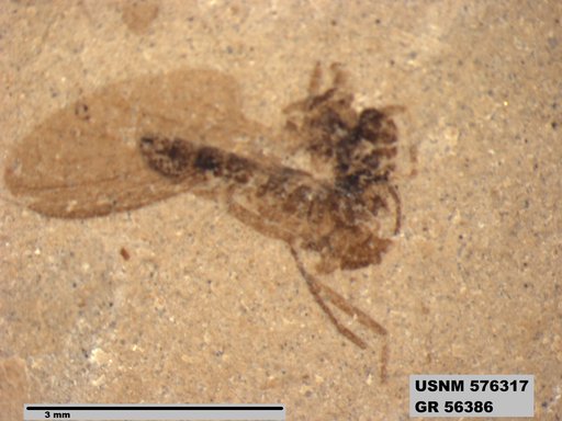 Insecta