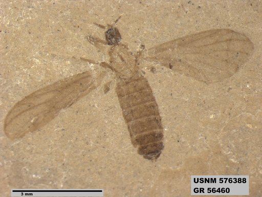 Insecta