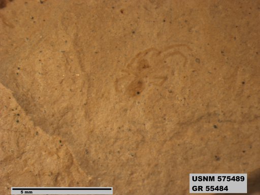 Insecta