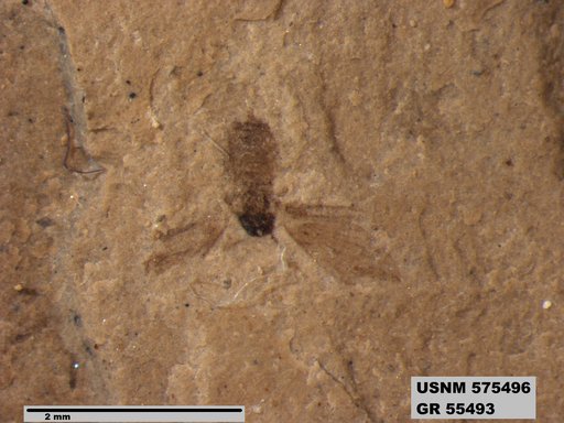 Insecta