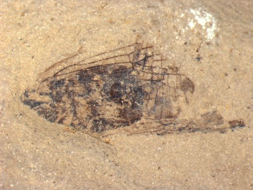 Genus sp
